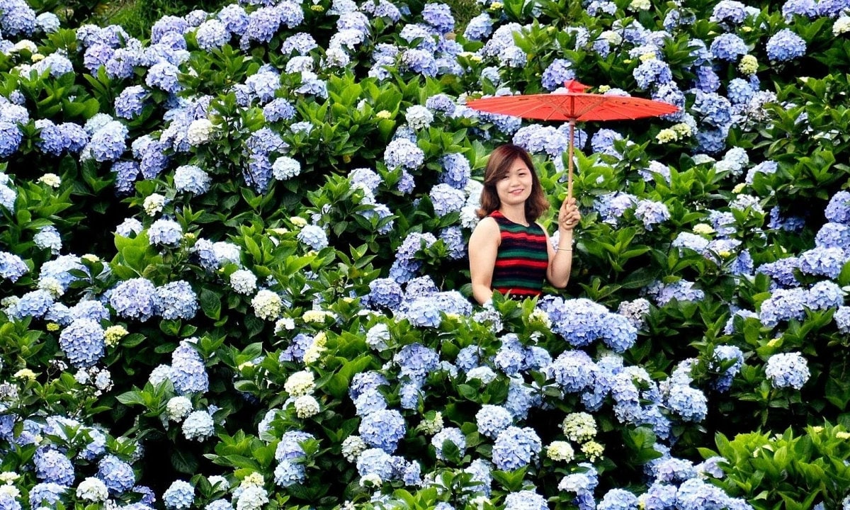 Mùa hoa cẩm tú cầu ở Mẫu Sơn 